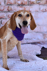Medium Photo #1 Coonhound-Unknown Mix Puppy For Sale in Arlington, VA, USA
