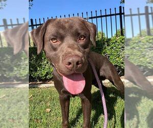 Labrador Retriever-Unknown Mix Dogs for adoption in Redlands, CA, USA