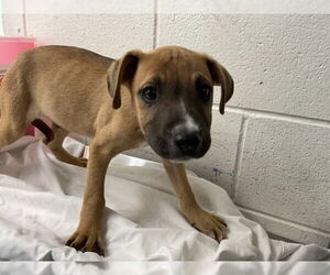 American Pit Bull Terrier Dogs for adoption in San Bernardino, CA, USA