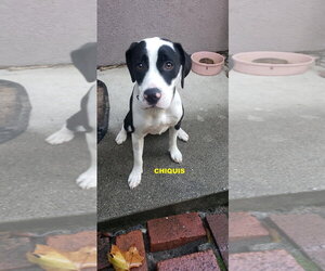 Beagle-Unknown Mix Dogs for adoption in Woodland Hills, CA, USA