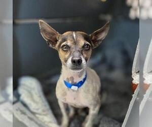 Medium Photo #1 Chihuahua-Unknown Mix Puppy For Sale in Las Vegas, NV, USA