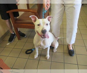 American Pit Bull Terrier-Unknown Mix Dogs for adoption in Ocala, FL, USA