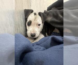 Mutt Dogs for adoption in San Antonio, TX, USA