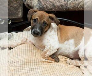 Basset Hound Dogs for adoption in Opelika, AL, USA