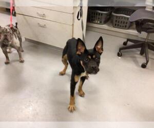 German Shepherd Dog-Unknown Mix Dogs for adoption in Riverside, CA, USA