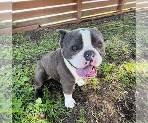 Bulldog-Unknown Mix Dogs for adoption in Marina Del Rey, CA, USA