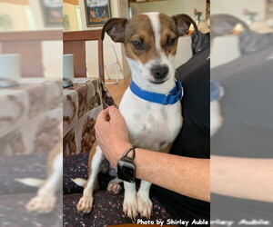 Jack Russell Terrier Dogs for adoption in Oak Ridge, TN, USA
