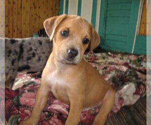 Boxador Dogs for adoption in Grafton, WI, USA