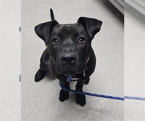 American Pit Bull Terrier Dogs for adoption in Bakersfield, CA, USA
