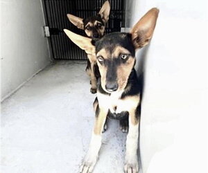 Medium Photo #1 Doberman Pinscher-German Shepherd Dog Mix Puppy For Sale in Houston, TX, USA