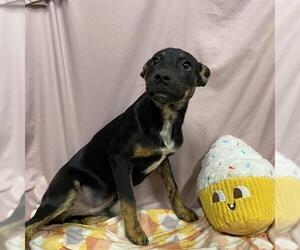 Australian Kelpie-Unknown Mix Dogs for adoption in Modesto, CA, USA