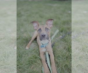 Mutt Dogs for adoption in Springdale, PA, USA