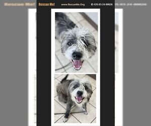 - Mix Dogs for adoption in Benton, PA, USA