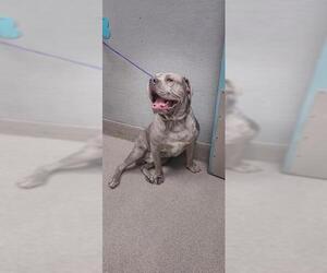 American Pit Bull Terrier-Unknown Mix Dogs for adoption in Las Vegas, NV, USA