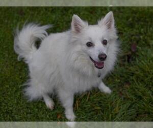 American Eskimo Dog Dogs for adoption in Placerville, CA, USA