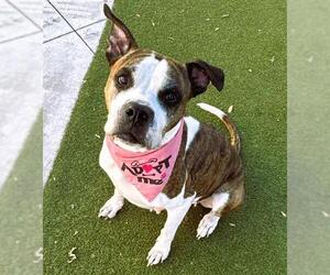 Boxer-Unknown Mix Dogs for adoption in Fort Lauderdale, FL, USA