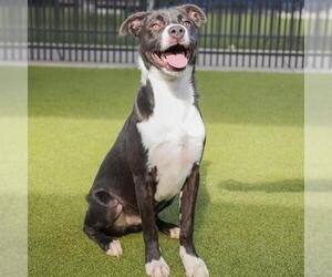 American Staffordshire Terrier-Unknown Mix Dogs for adoption in Waco, TX, USA