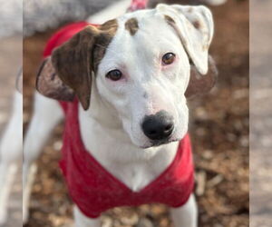 Mutt Dogs for adoption in Canton, CT, USA