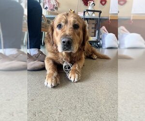 Golden Retriever Dogs for adoption in Upland, CA, USA