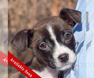 Jack-Rat Terrier Dogs for adoption in Huntley, IL, USA
