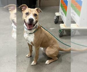 American Bulldog Dogs for adoption in Forestville, MD, USA