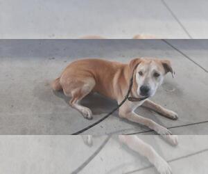 Labrador Retriever-Unknown Mix Dogs for adoption in Texas City, TX, USA