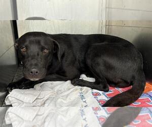 Labrador Retriever Dogs for adoption in Rancho Cucamonga, CA, USA
