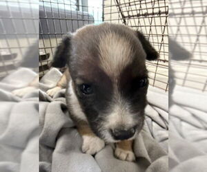 Mutt Dogs for adoption in San Bernardino, CA, USA