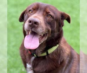 Labrador Retriever-Unknown Mix Dogs for adoption in San Diego, CA, USA