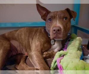 American Pit Bull Terrier-Unknown Mix Dogs for adoption in Candler, NC, USA