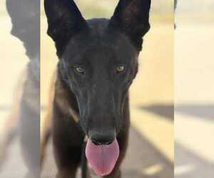 German Shepherd Dog-Unknown Mix Dogs for adoption in Imlay City, MI, USA