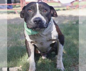American Staffordshire Terrier-Unknown Mix Dogs for adoption in San Antonio, TX, USA