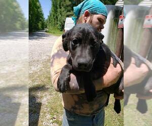Mastador Dogs for adoption in Pembroke, GA, USA