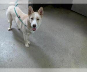 Siberian Husky Dogs for adoption in Charlotte, NC, USA