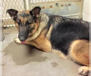 German Shepherd Dog Dogs for adoption in Livingston, TX, USA