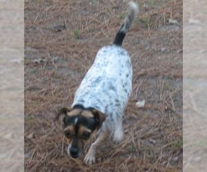 Rat Terrier Dogs for adoption in Snellville, GA, USA