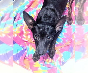 Mutt Dogs for adoption in Oakland Park, FL, USA