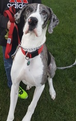 Great Dane Dogs for adoption in VACAVILLE, CA, USA