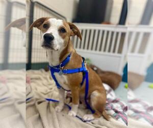 Beagle-Unknown Mix Dogs for adoption in Boston, MA, USA