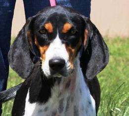 Small Coonhound