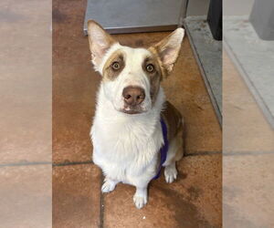 Mutt Dogs for adoption in Bolivar, MO, USA
