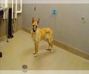 German Shepherd Dog-Unknown Mix Dogs for adoption in Las Vegas, NV, USA
