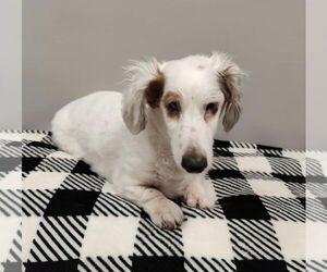 Dachshund Dogs for adoption in St. Louis Park, MN, USA