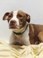American Pit Bull Terrier-Unknown Mix Dogs for adoption in Dumfries, VA, USA