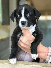American Bulldog Dogs for adoption in Freeport, FL, USA