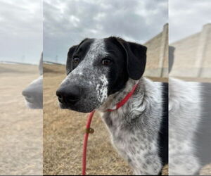 Mutt Dogs for adoption in Euless, TX, USA