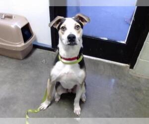 Treeing Walker Coonhound Dogs for adoption in Tulsa, OK, USA