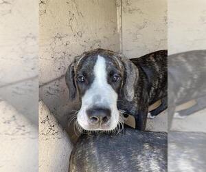 Staffordshire Bull Terrier Dogs for adoption in Sugar Land, TX, USA