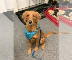 Golden Retriever Dogs for adoption in Oak Bluffs, MA, USA