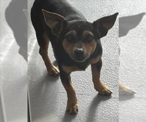 Chihuahua-Unknown Mix Dogs for adoption in Tracy, CA, USA